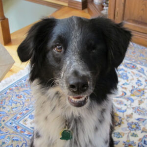 Gilis, our one-eyed border collie.
